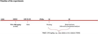 N-Acetylcysteine Mitigates Social Dysfunction in a Rat Model of Autism Normalizing Glutathione Imbalance and the Altered Expression of Genes Related to Synaptic Function in Specific Brain Areas